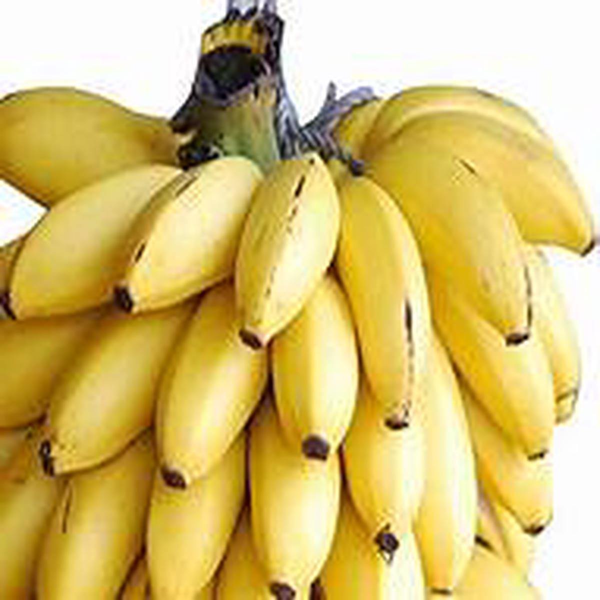 Thai Banana Fruit Seeds for Planting  Heirloom & Non-GMO Kluai Namwa Garden Seeds