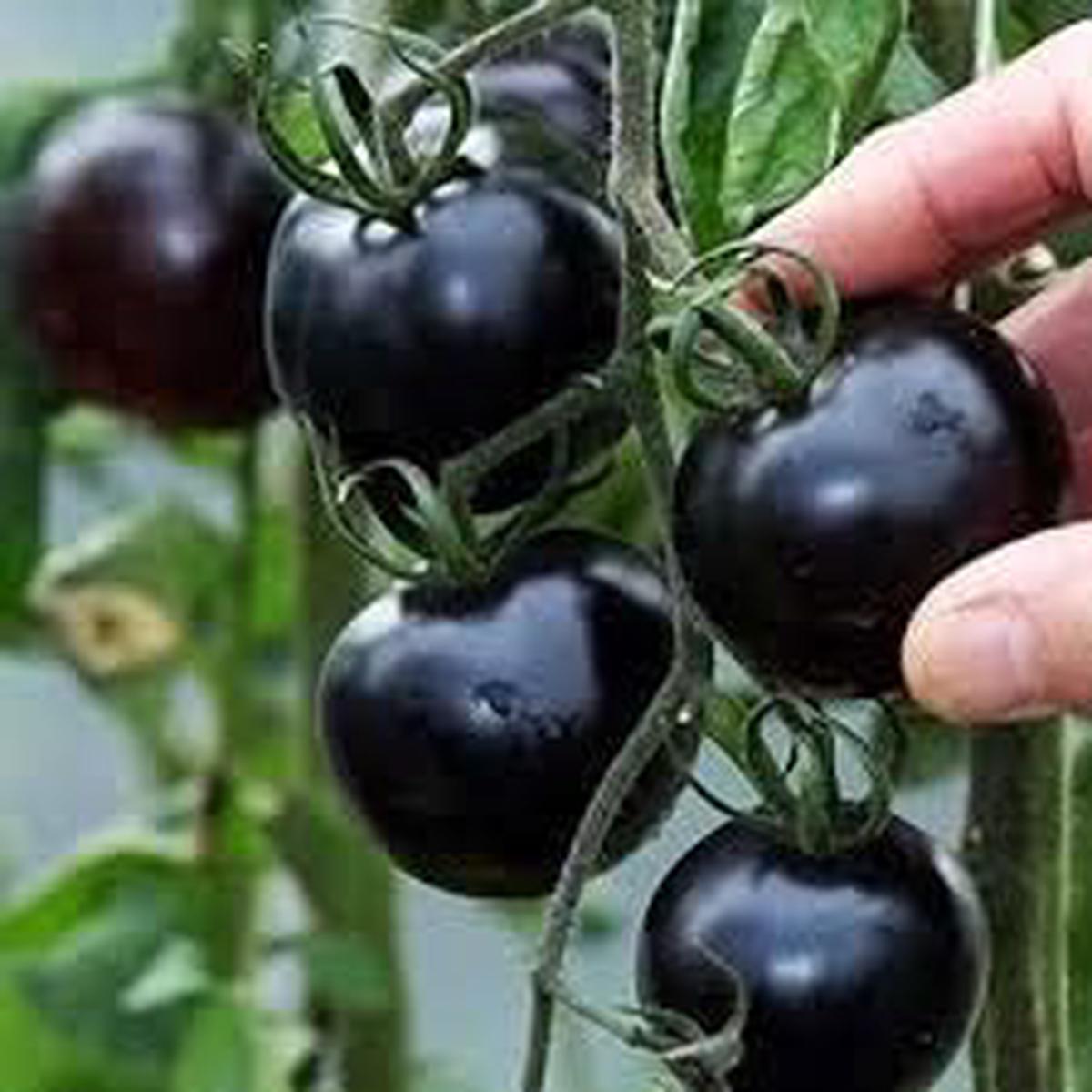 Tomato Seeds for Planting Black Heirloom, Non-GMO seeds, rich and bold fruit for gardens
