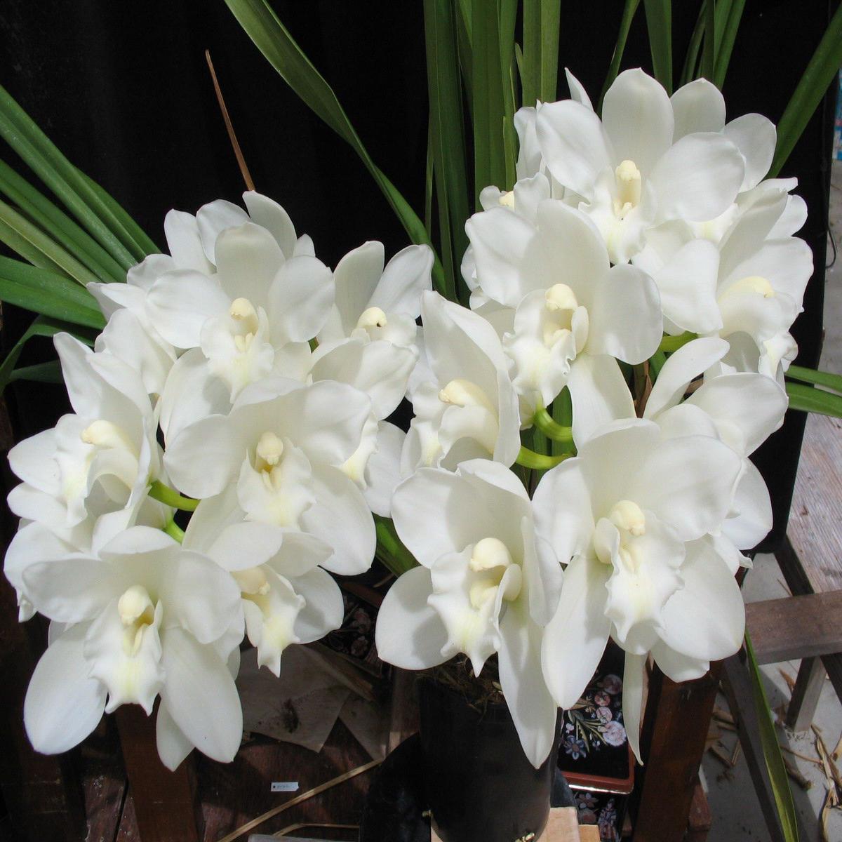 White Cymbidium Orchid Herb Seeds  Heirloom, Non-GMO Seeds for Garden Planting with Rich Aroma