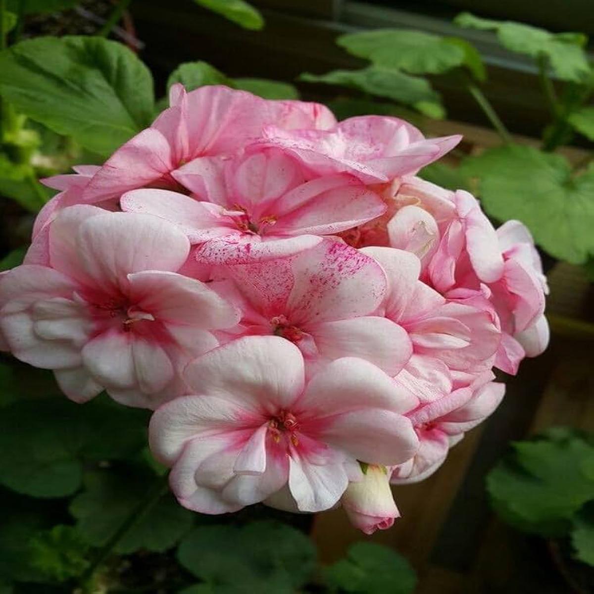 White Light Pink Geranium Flower Seeds for Planting Heirloom, Non-GMO, High Germination Garden Seeds