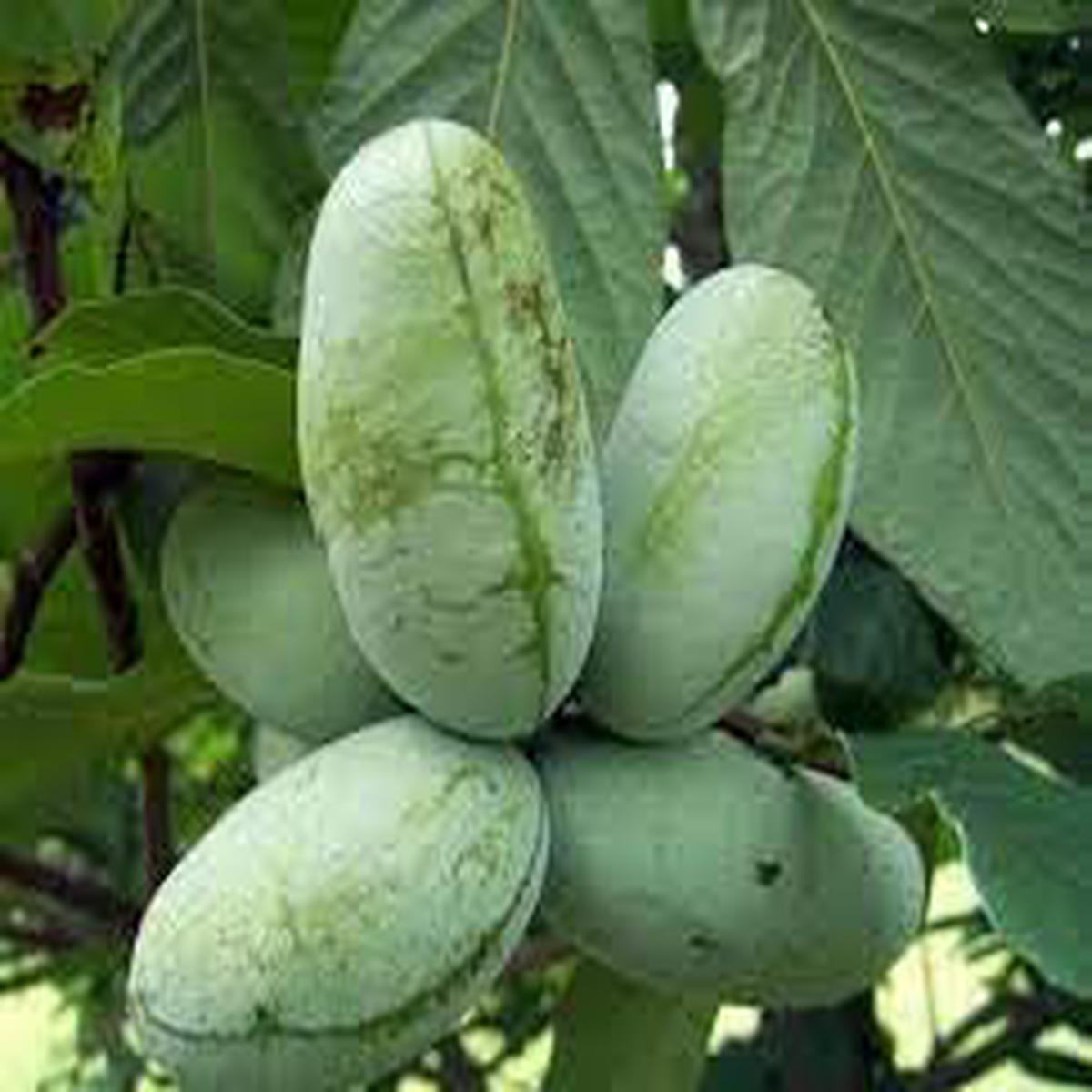 Asimina fruit seeds for planting Heirloom & Non-GMO garden seeds, rare tropical-style fruit for gardens