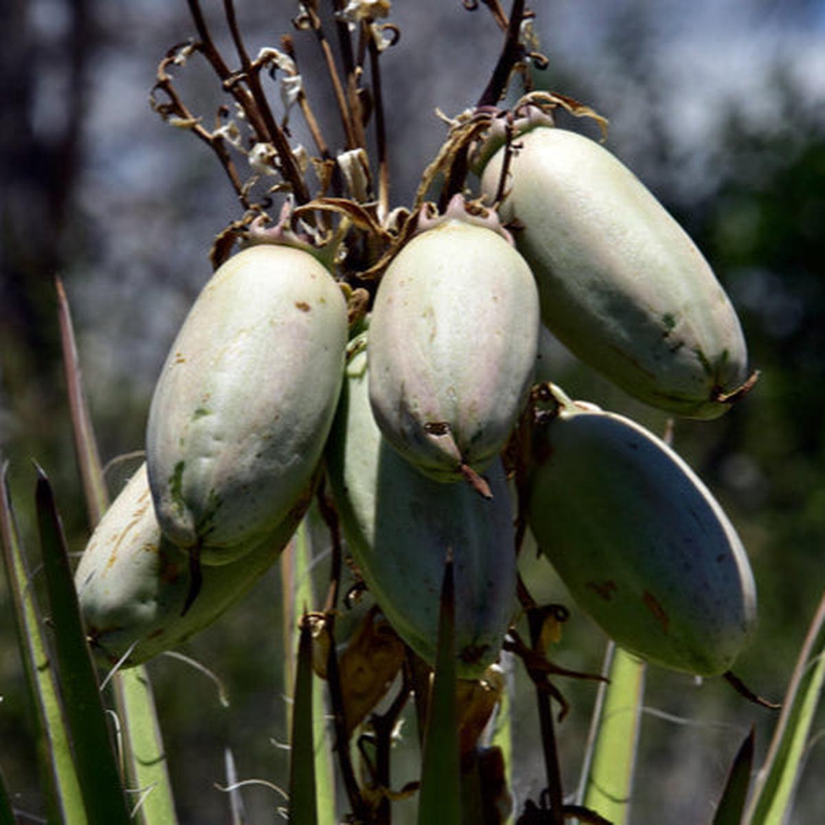 Banana Yucca fruit seeds for planting  Heirloom & Non-GMO garden seeds, drought-tolerant desert variety