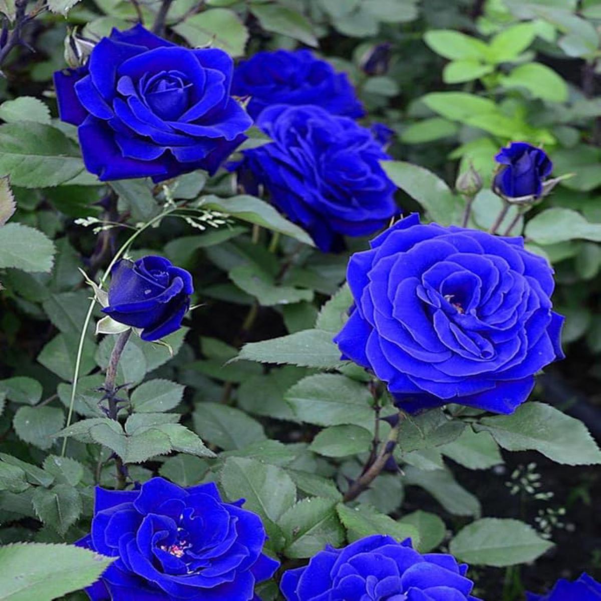 Blue Climbing Rose Flower Seeds for Planting Heirloom, Non-GMO, Bright Blooms, High Germination