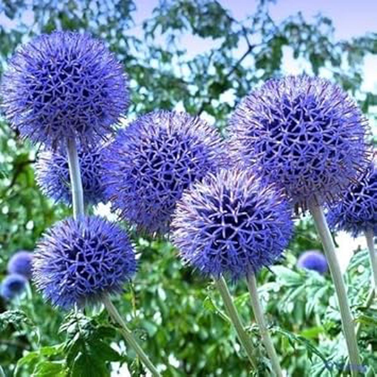 Blue Echinops Ritro Plant Seeds for Planting  Hardy Globe Thistle Flowers