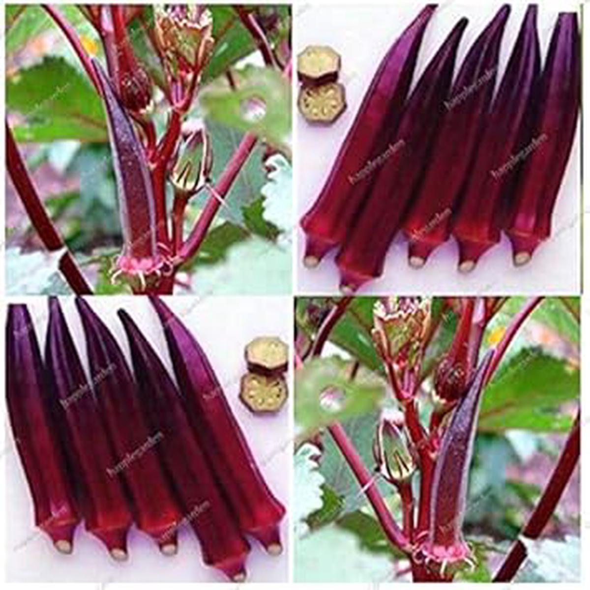 Blue Okra Vegetable Seeds for Planting Heirloom Non-GMO Organic Garden Seeds with High Germination