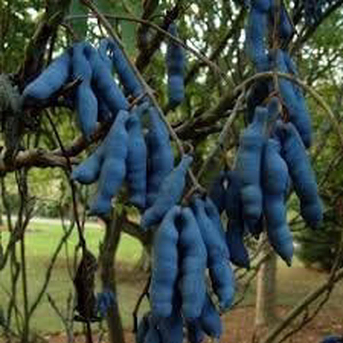 Blue Sausage Plant Seeds for Planting  Heirloom & Non-GMO Seeds for Unique Ornamental Garden Pods