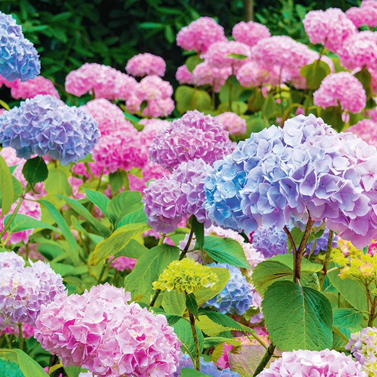 Hydrangea Flower Seeds for Planting Easy to Grow Heirloom Non-GMO Seeds, High Germination