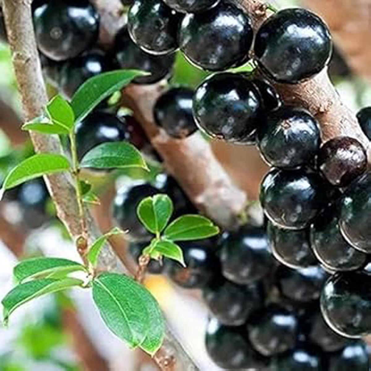 Jabuticaba Fruit Seeds Heirloom, Non-GMO Seeds for Rare Exotic Fruit Garden Planting