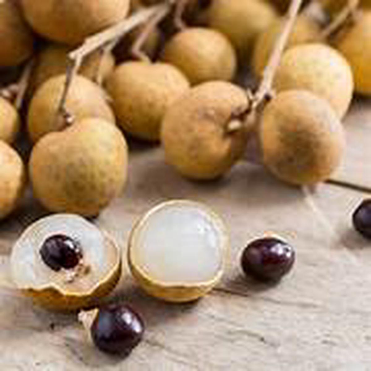 Longan Fruit Seeds (Dimocarpus) Tropical Tree Seeds for Garden Planting