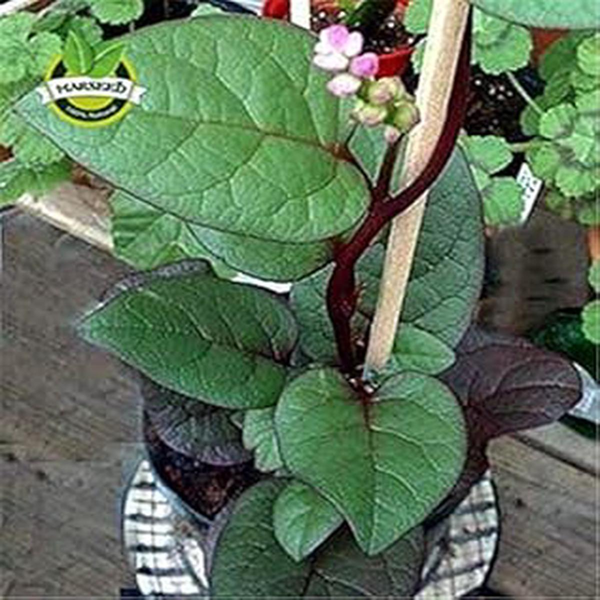 Malabar Spinach Seeds for Planting  High Yield, Fast-Growing Leafy Vegetable Seeds