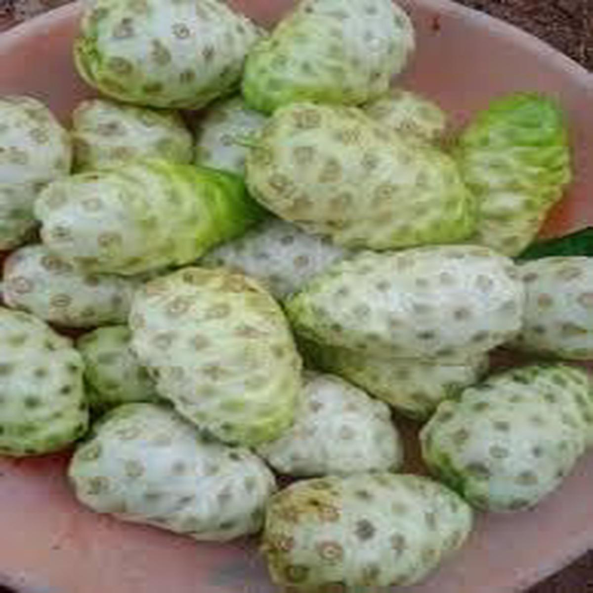 Noni Fruit Seeds for Planting Heirloom, Non-GMO Herbal Seeds for Immune-Boosting Trees