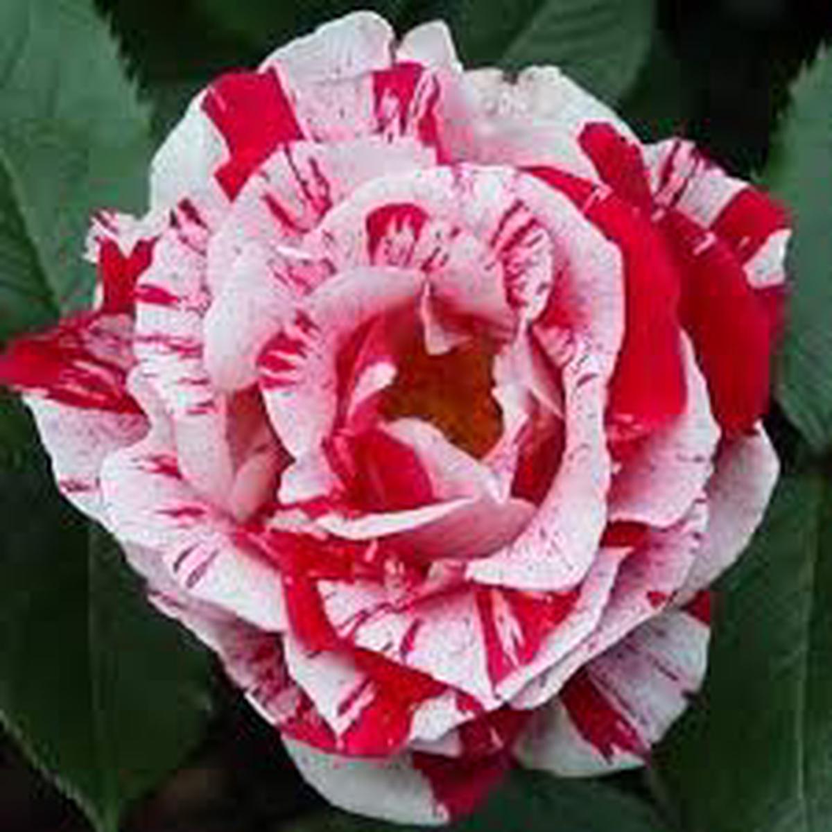 Osiria Rose Flower Seeds for Planting Compact Growth, Heirloom, Non-GMO & High Germination Seeds