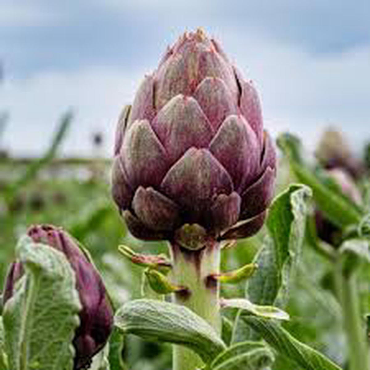 Purple Romagna Plant Seeds for Planting Heirloom & Non-GMO Herb Seeds for Gourmet & Ornamental