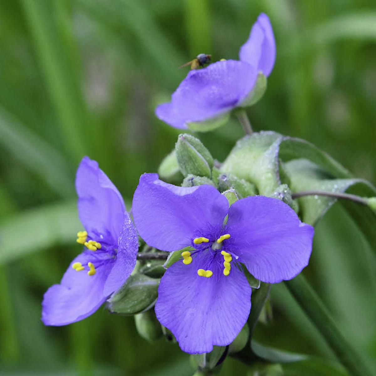 Tradescantia Spiderwort Flower Seeds for Planting Bright Blooms Heirloom Non-GMO High Germination