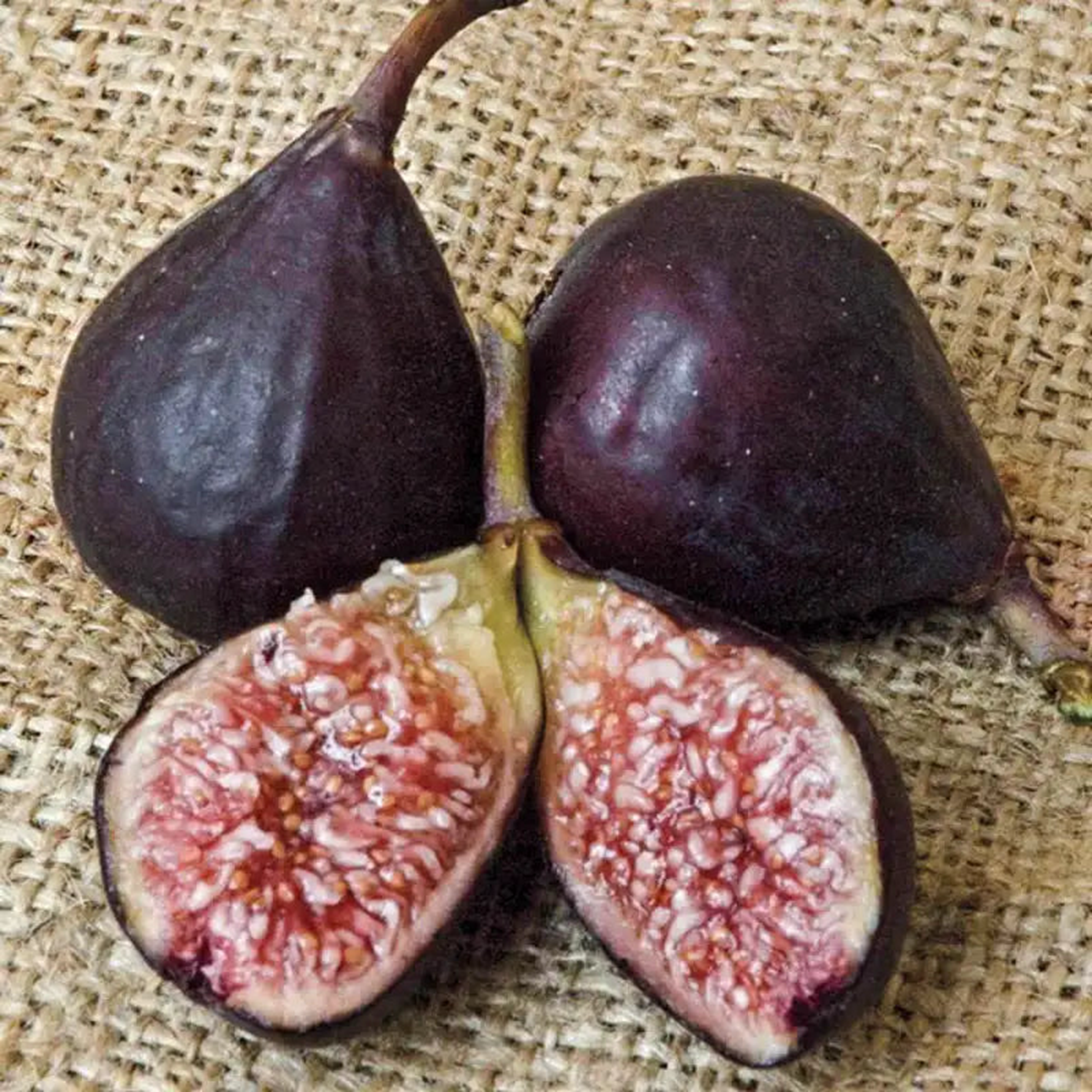 Violette de Bordeaux Fig fruit seeds for planting  Heirloom & Non-GMO garden seeds, rich figs for warm climates
