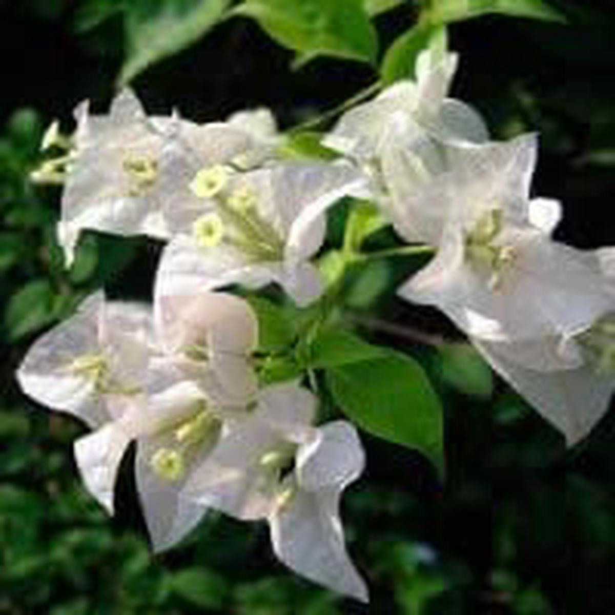White Bougainvillea Seeds for Planting Heirloom, Non-GMO, Fragrant Organic Garden