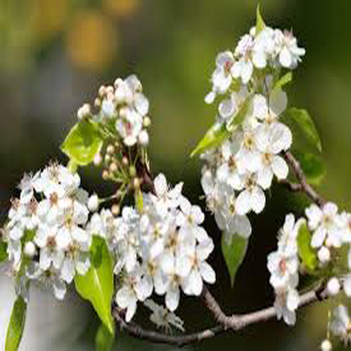 White Calleryana Flower Seeds for Planting - Cut Flower Favorite, Heirloom, Non-GMO, High Germination, 100pcs