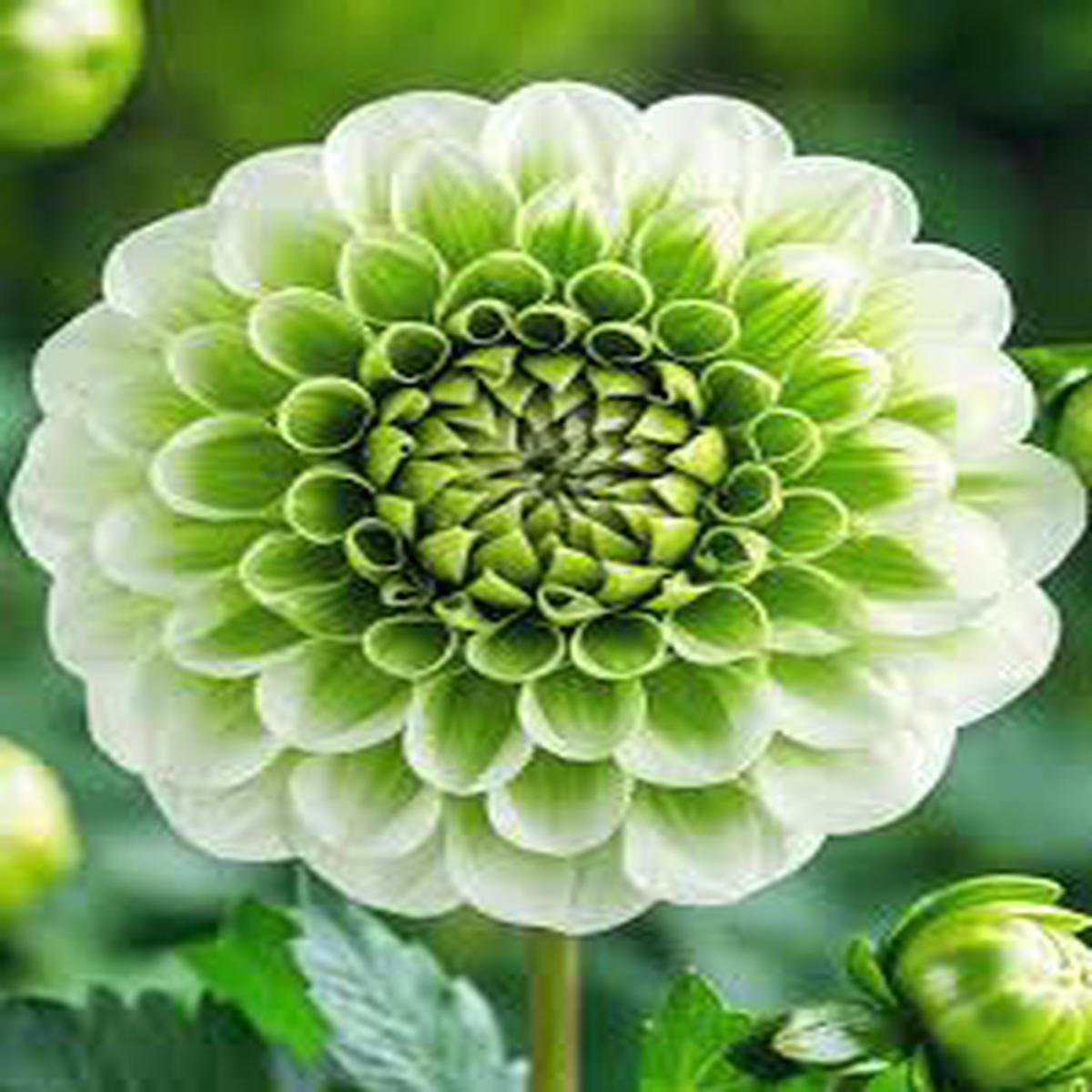 White Green Mixed Dahlia Flower Seeds for Planting Heirloom, Non-GMO, High Germination Organic Garden Seeds