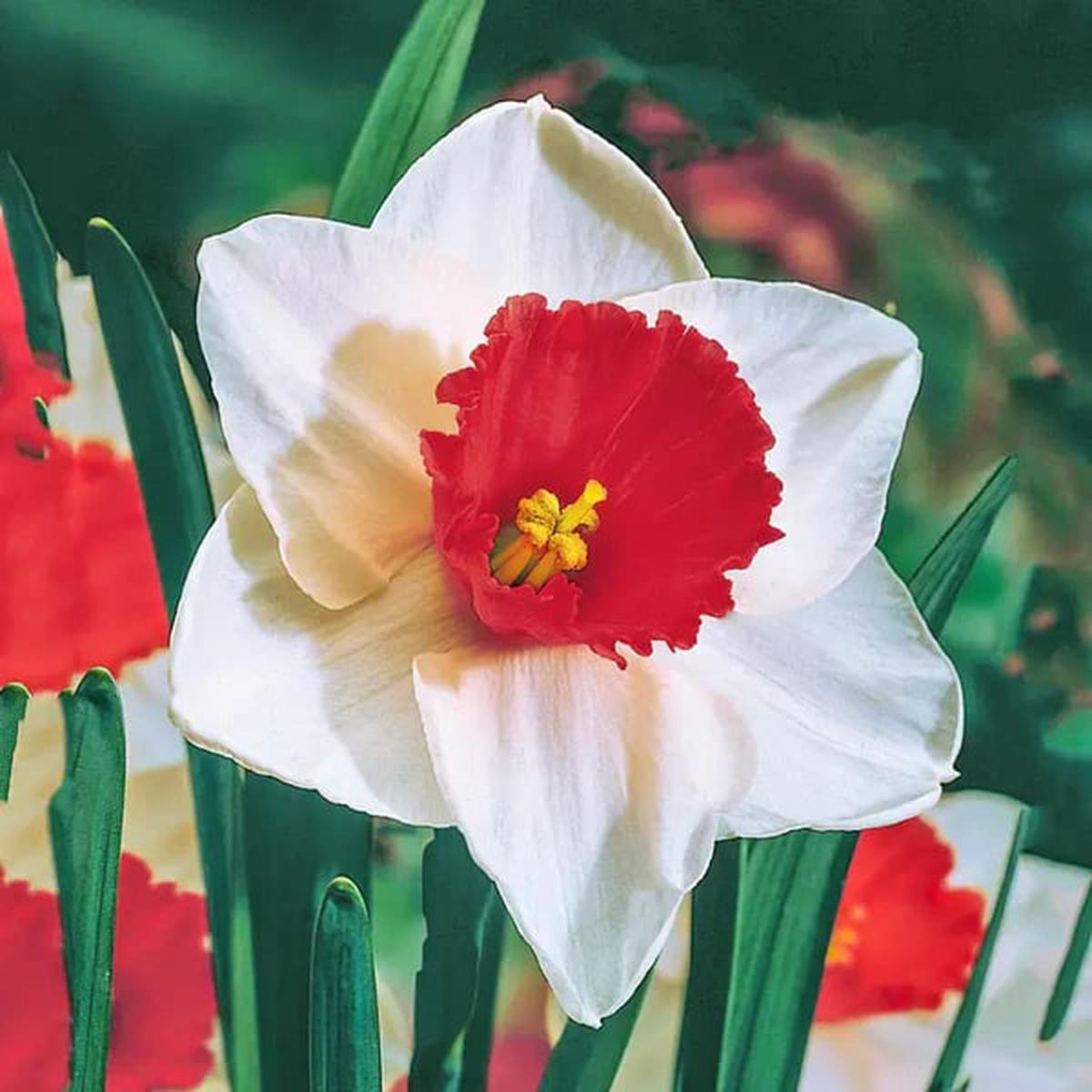 White Red Daffodil Flower Seeds for Planting Heirloom Non-GMO High Germination Organic Garden Seeds