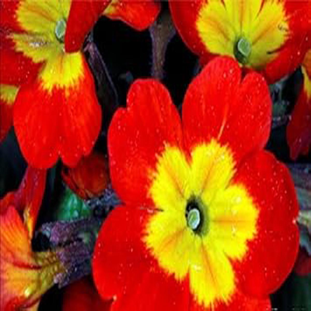 Yellow Red Danova Copper Flower Seeds for Planting  Heirloom, Non-GMO, High Germination, Organic Garden Seeds