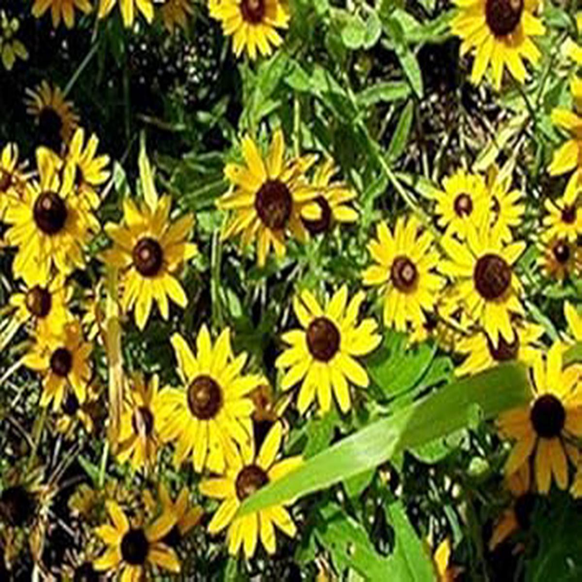 Yellow Rudbeckia Flower Seeds for Planting  Vibrant Perennial Blooms
