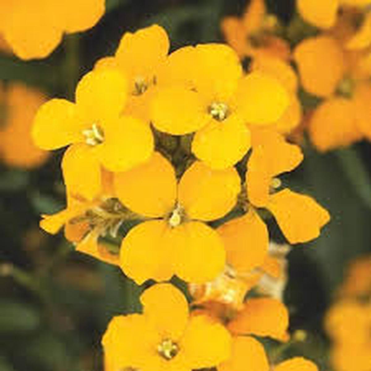 Yellow Wallflower Flower Seeds for Planting  Heirloom, Non-GMO, Premium Quality Garden Seeds