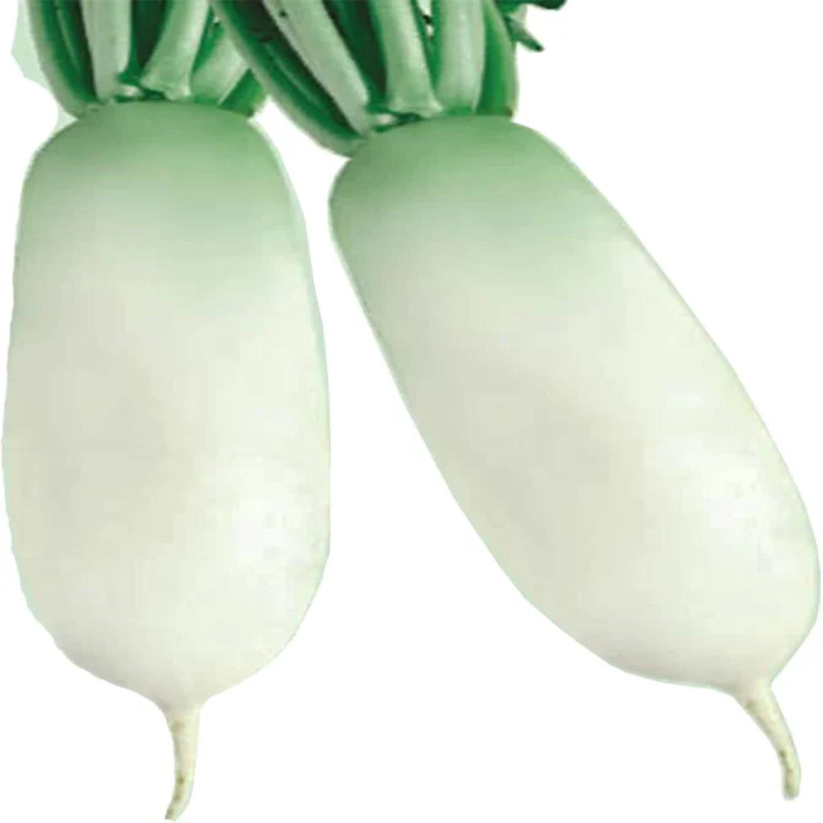 Alpine Radish Vegetable Seeds for Planting  Heirloom Non-GMO Cool Climate Fast Growers  High Germination Organic Garden Seeds