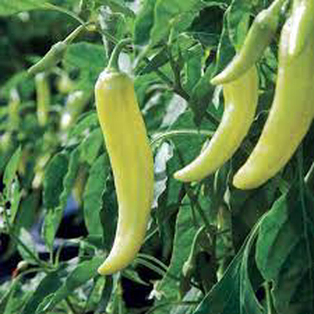Banana Pepper Seeds for Planting Heirloom, Non-GMO Sweet Peppers for Pickling, Grilling & Organic Gardens