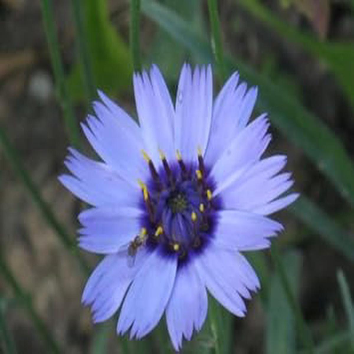 Blue Catananche Flower Seeds for Planting  Organic, Heirloom & Non-GMO Garden Love-in-a-Mist Blooms