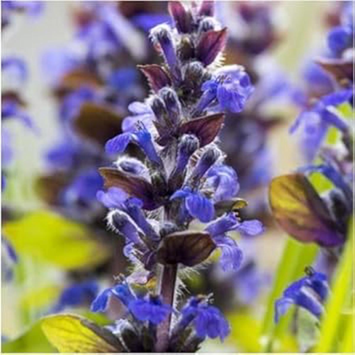 Blue Hyssop Seeds for Planting  Heirloom, Non-GMO, High Germination Organic Garden Seeds for Medicinal & Pollinator Gardens