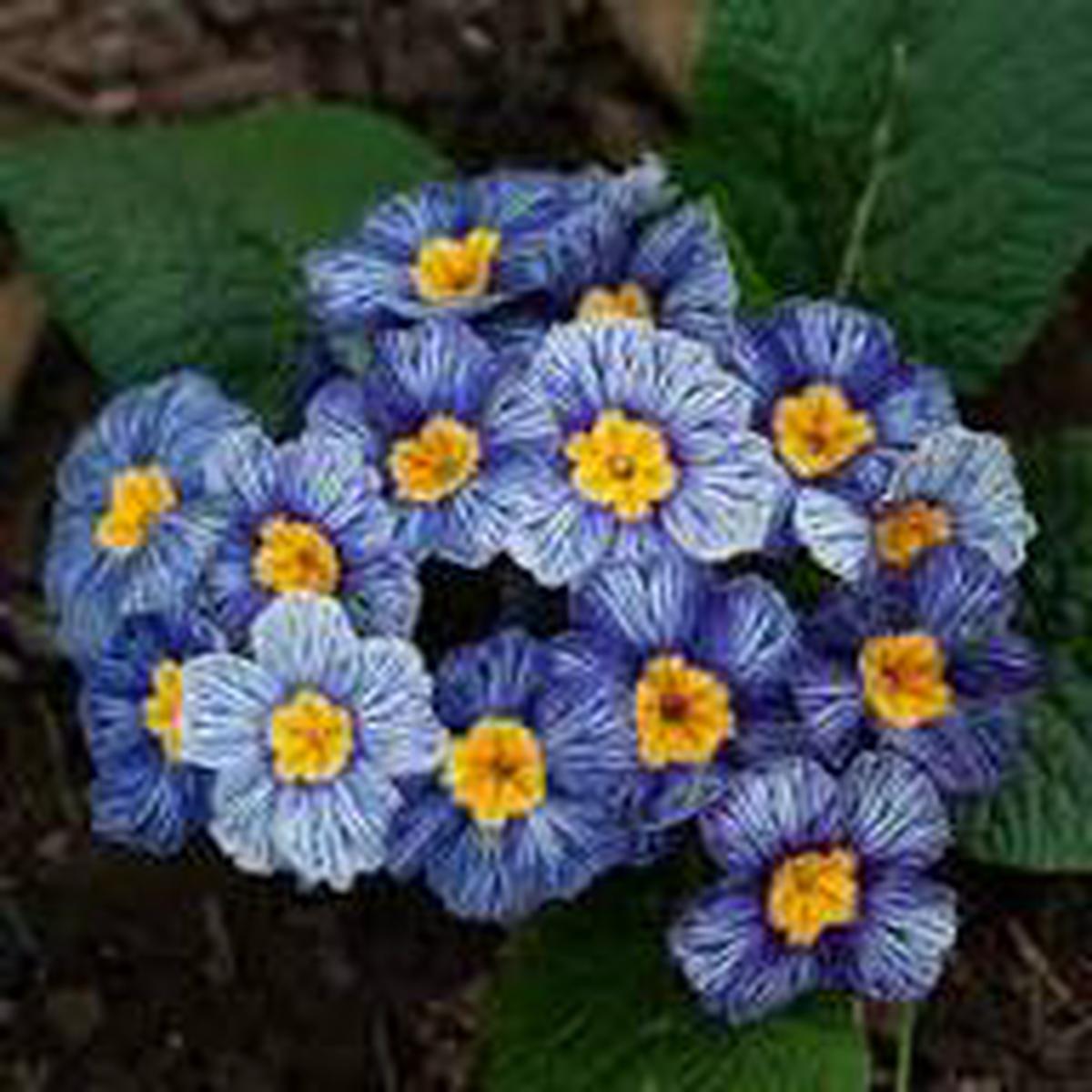 Blue Zebra Primula Flower Seeds for Planting | Heirloom Non-GMO High Germination Organic Garden Seeds