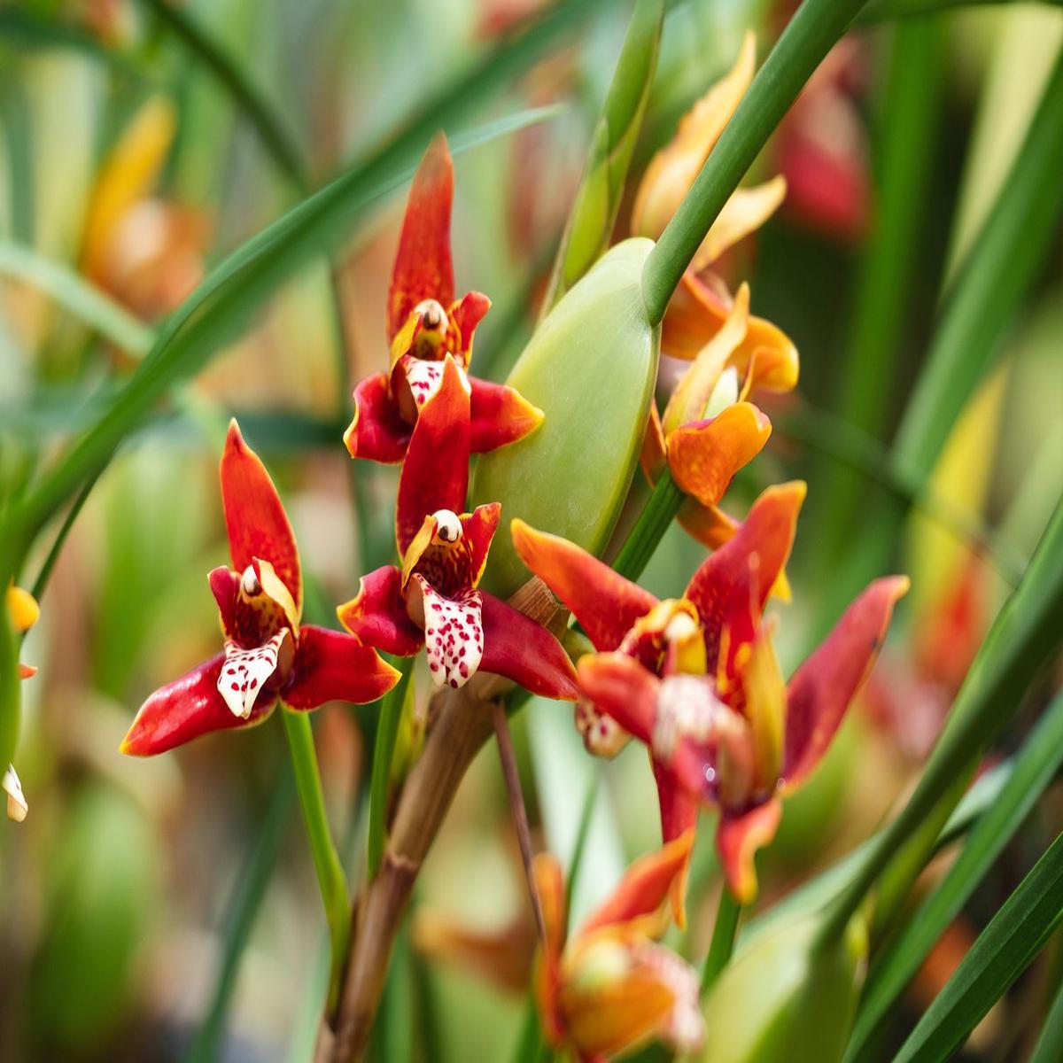 Cymbidium Maxillaria Flower Seeds for Planting Heirloom, Non-GMO, Fragrant Blossoms, High Germination