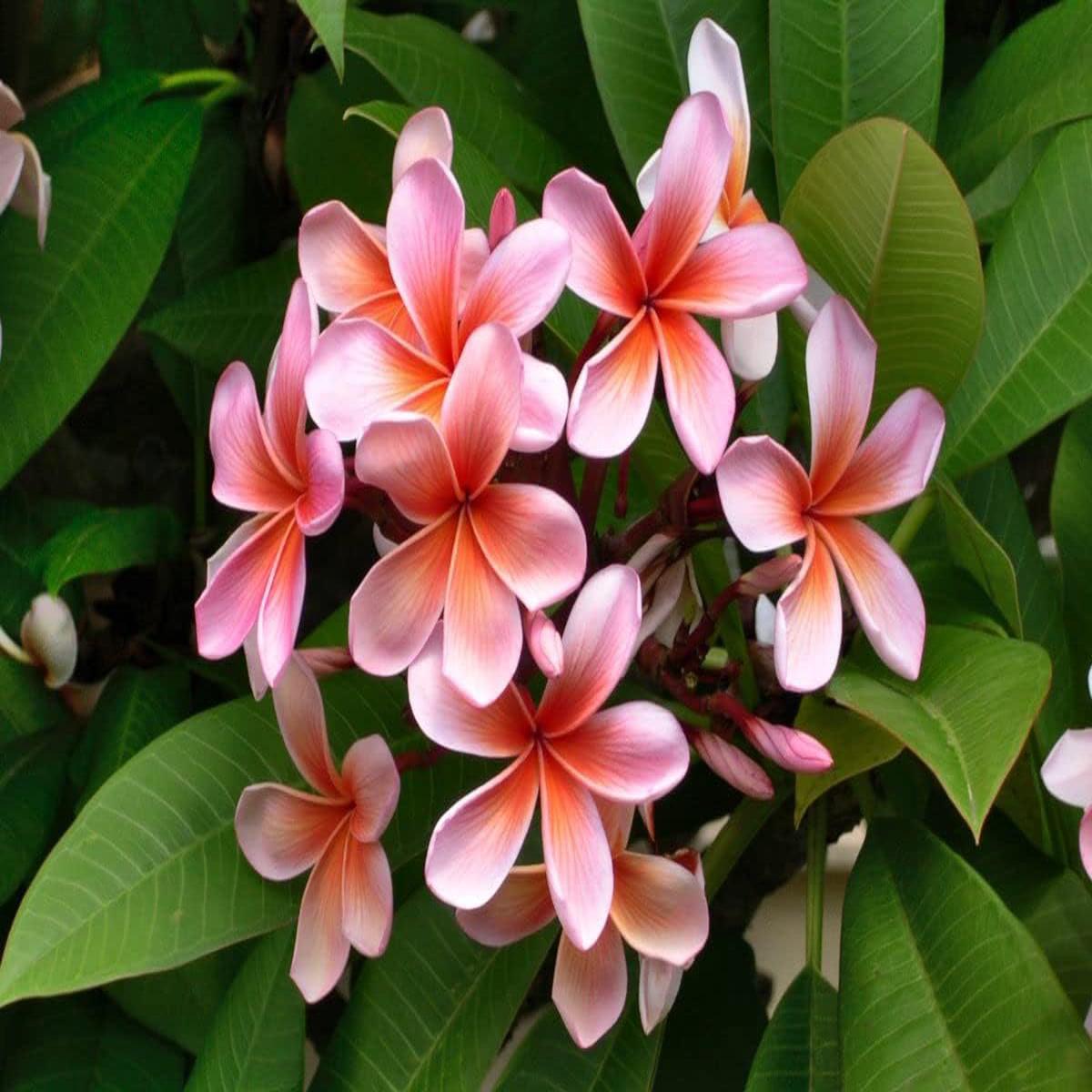 Egg Flower Seeds for Planting Heirloom, Non-GMO, High Germination Organic Garden Seeds