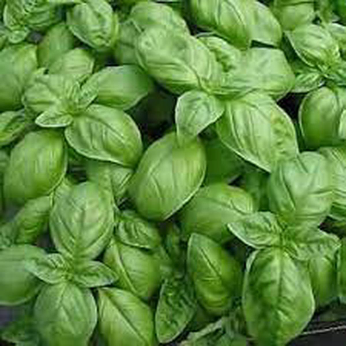 Genovese Basil Herb Seeds for Planting Heirloom, Non-GMO Flavorful Seeds for Culinary Gardens