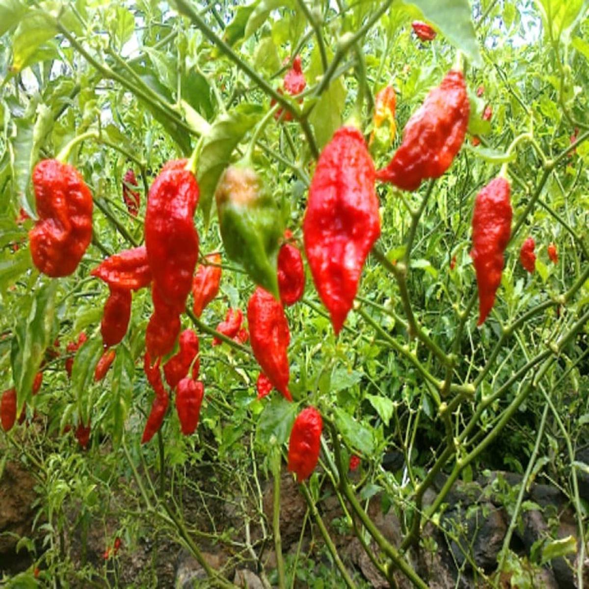 Ghost Pepper Bhut Jolokia Seeds for Planting Heirloom, Non-GMO, Extremely Hot Chili High Germination