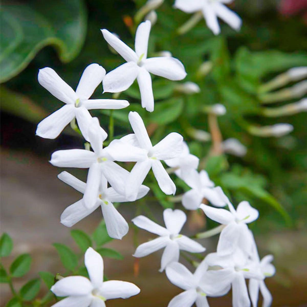 Jasmine Flower Seeds for Planting Heirloom, Non-GMO, High Germination Garden Seeds