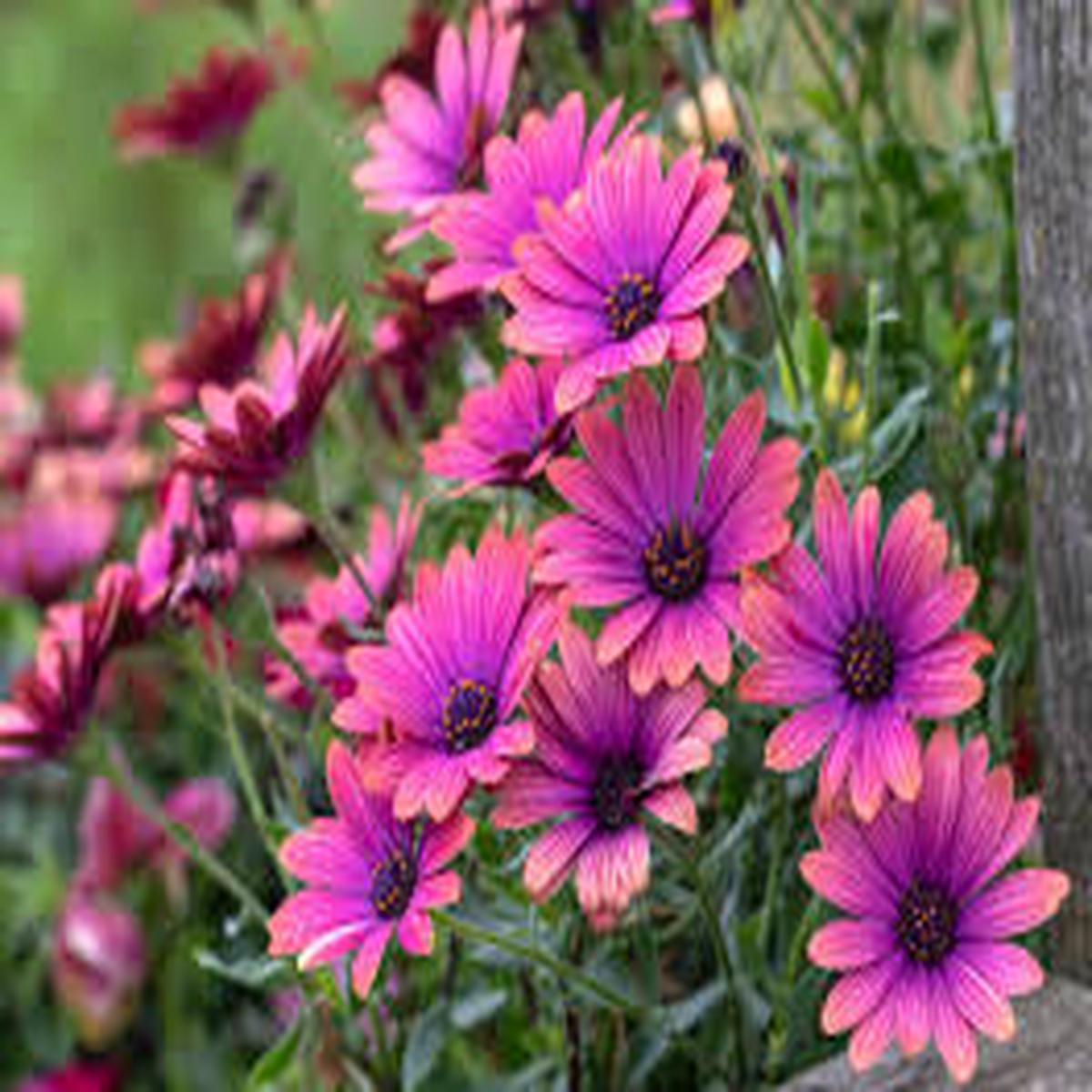 Lavender Osteospermum Flower Seeds for Planting - Sun Loving, Heirloom, Non-GMO, High Germination, 100pcs