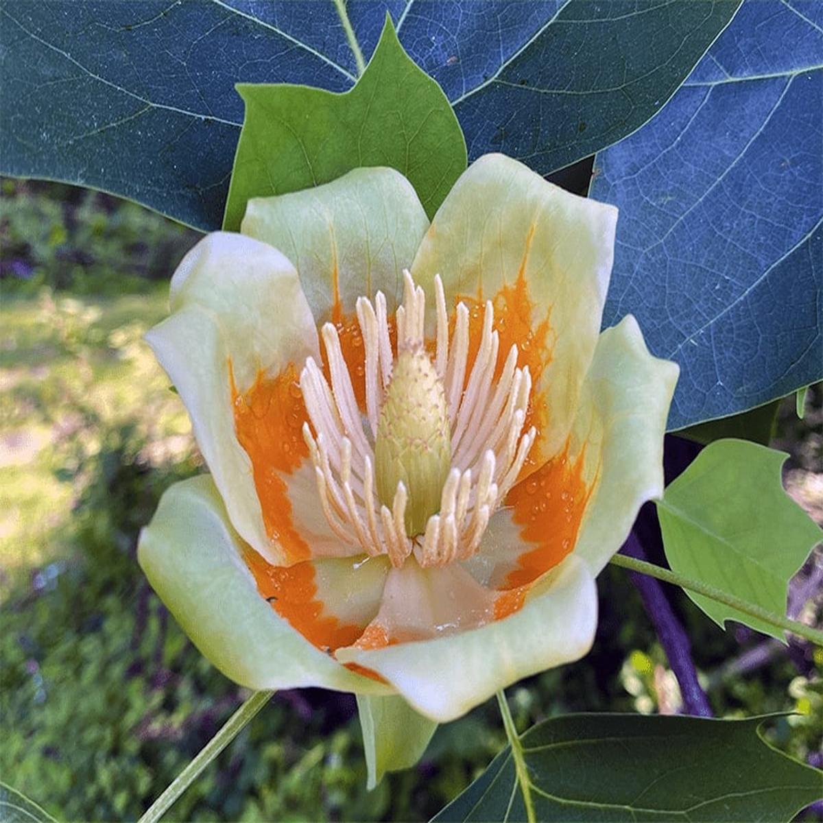 Liriodendron Tulipifera Flower Seeds for Planting Heirloom, Non-GMO, High Germination Seeds