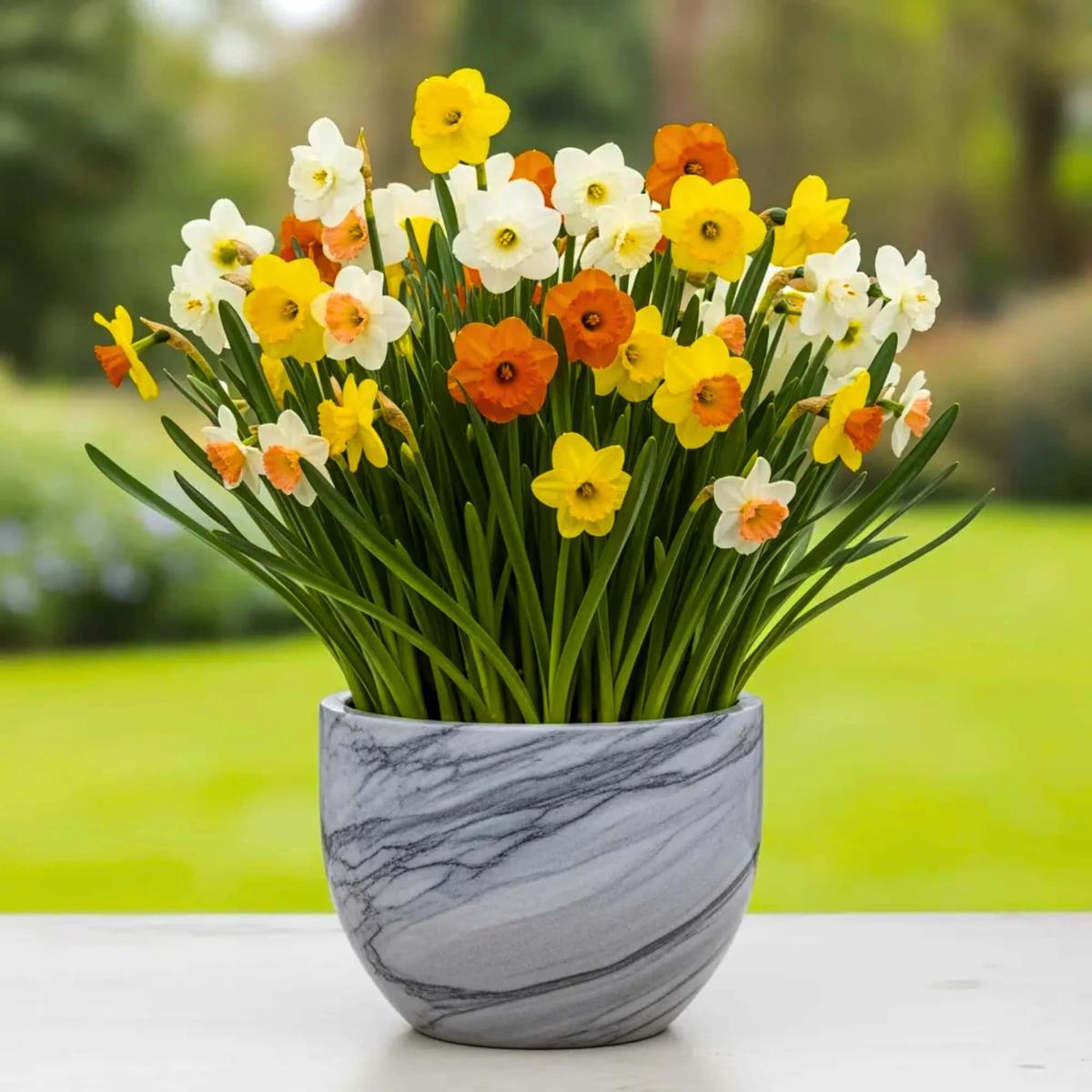 Narcissus Flower Seeds for Planting Wildflower Mix, Heirloom, Non-GMO, High Germination