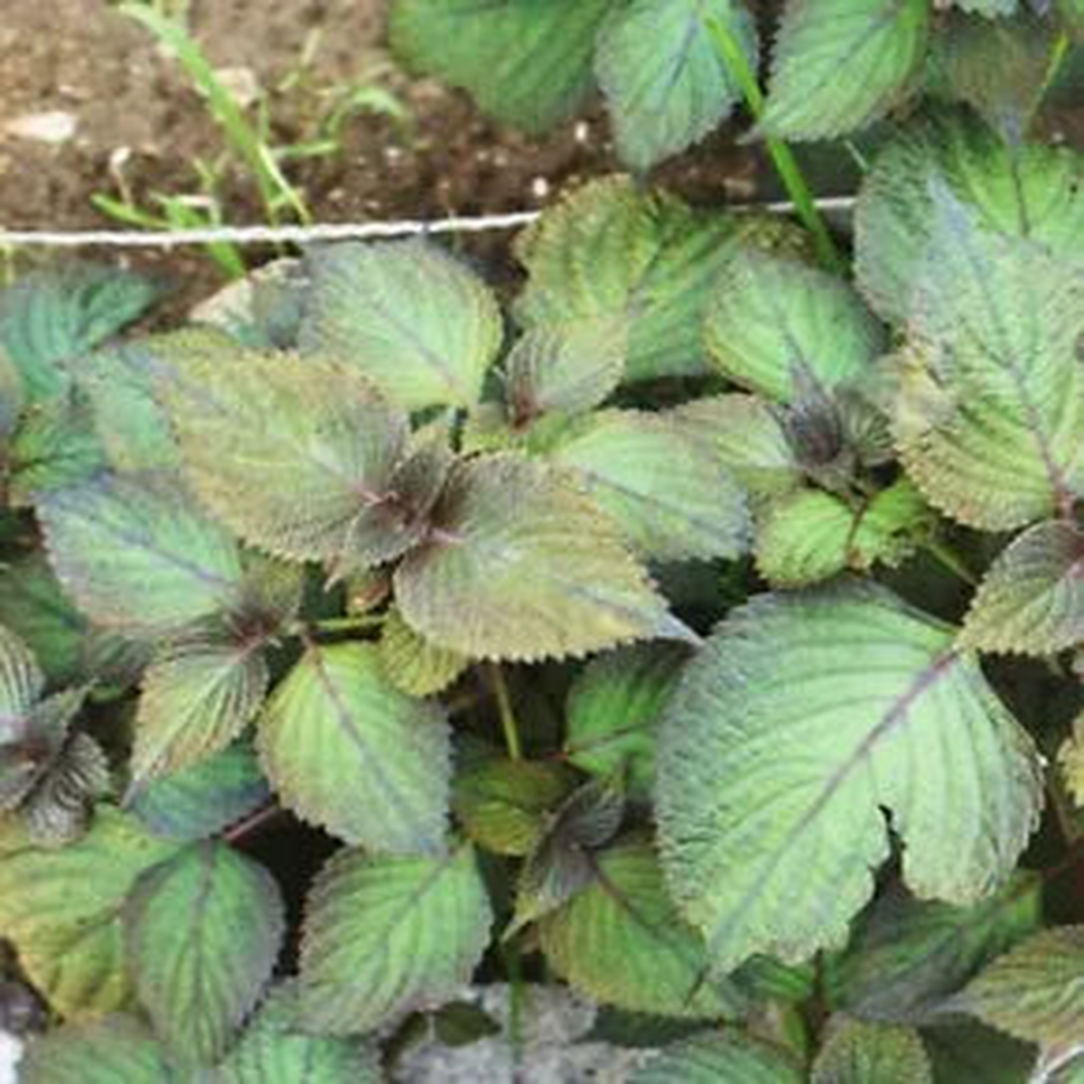 Organic Bicolor Perilla Shiso Herb Seeds for Planting  Heirloom, Non-GMO, Organic Garden Seeds with High Germination