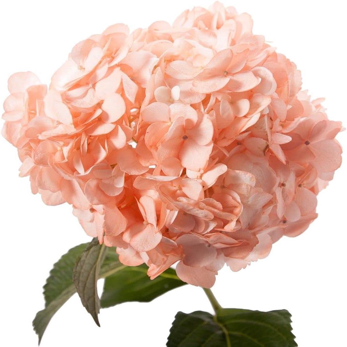 Peach Hydrangea Flower Seeds for Planting | Heirloom Non-GMO Organic Garden Seeds