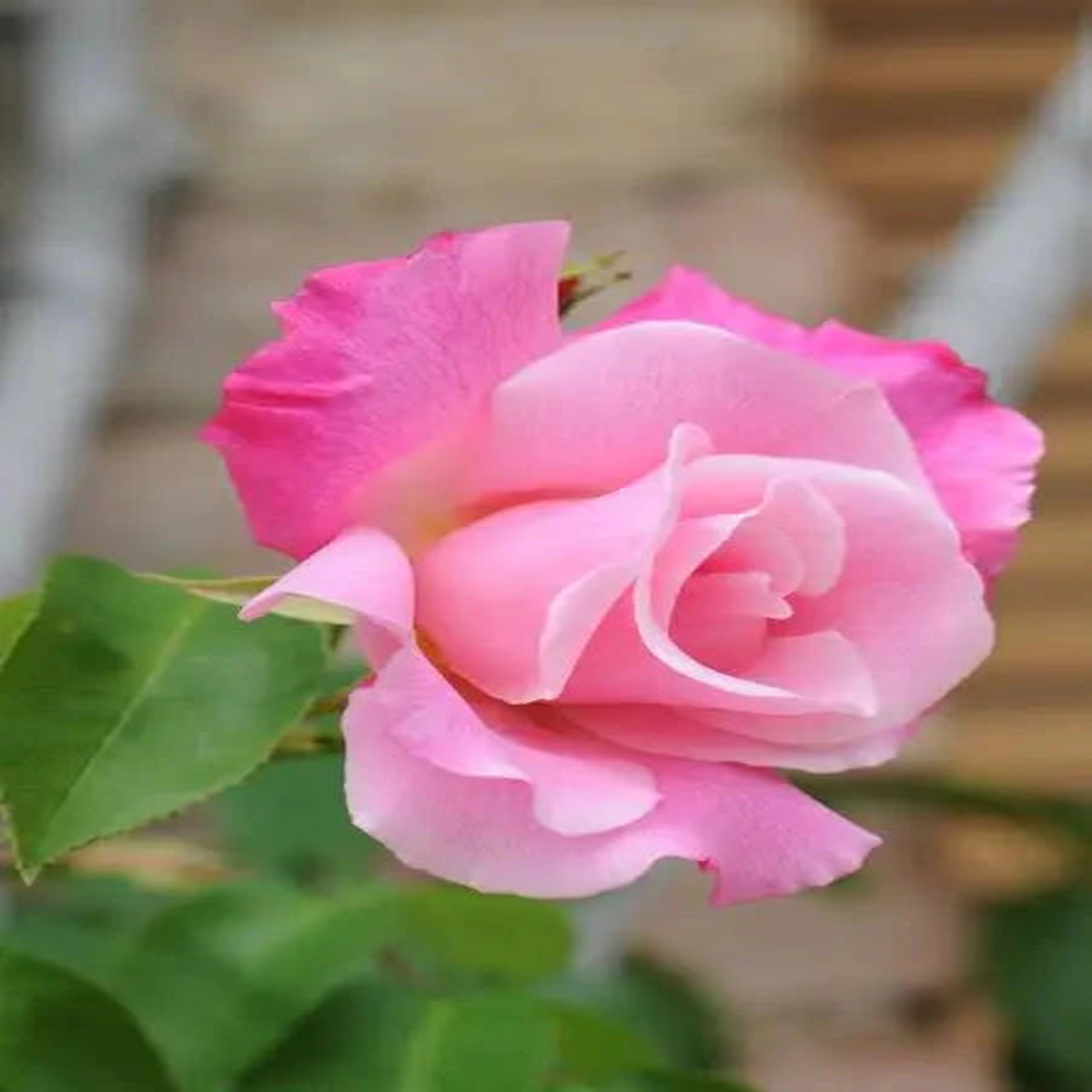 Pink Home Garden Rose Flower Seeds for Planting Heirloom, Non-GMO, High Germination Organic Garden Seeds Easy to Grow