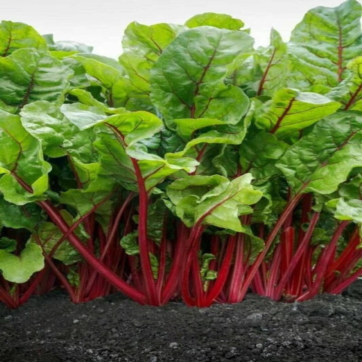 Pink Swiss Chard Seeds for Planting Heirloom, Non-GMO, Colorful Leafy Vegetable High Germination