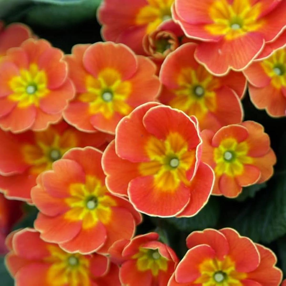 Primula Malacoides Flower Seeds for Planting Charming Spring Blooming Ornamental Garden Flowers