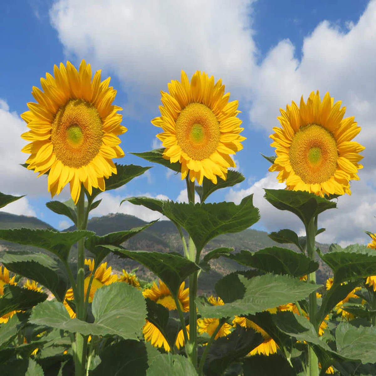 Sunrich Gold Sunflower Seeds for Planting Heirloom, Non-GMO, Garden Favorite