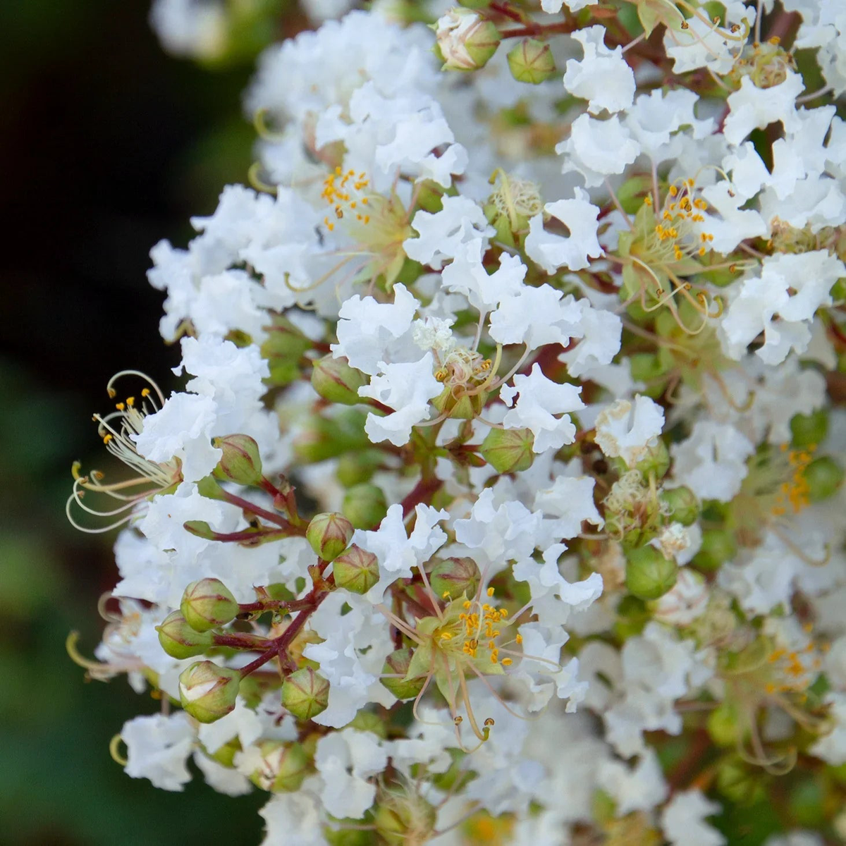 White Crape Myrtle Tree Seeds for Planting Heirloom, Non-GMO, Compact Growth, Organic Garden Seeds