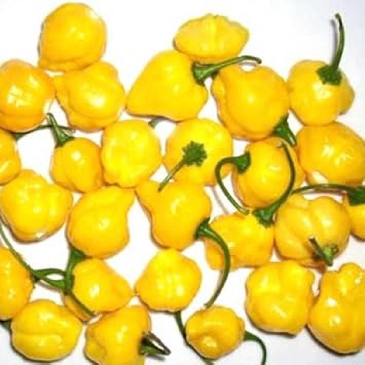 Yellow Chili Seeds for Planting  Heirloom, Non-GMO, Spicy Garden Kick  Organic Garden Seeds