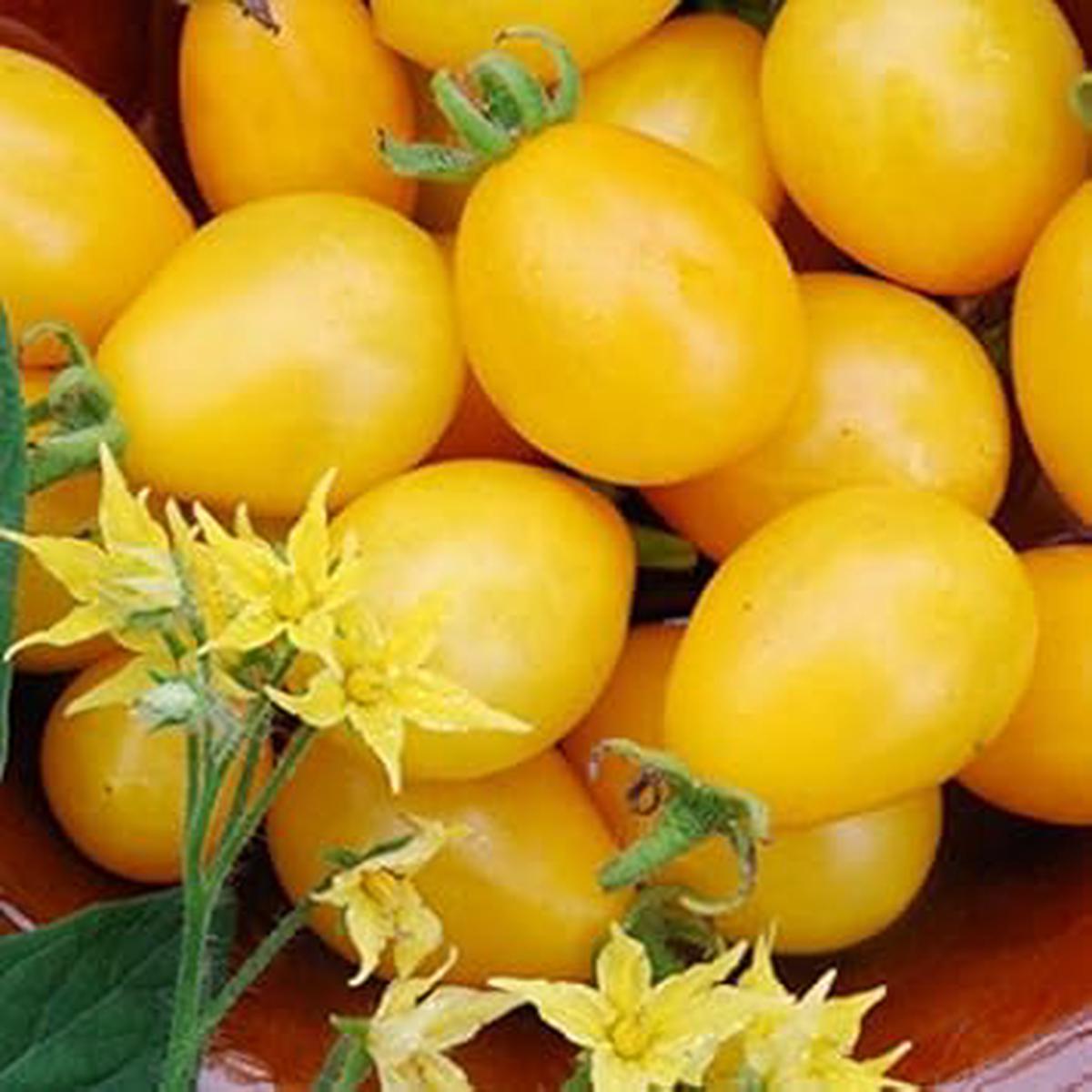Yellow Tomato Vegetable Seeds for Planting Heirloom & Non-GMO Garden Seeds for Juicy Homegrown Tomatoes