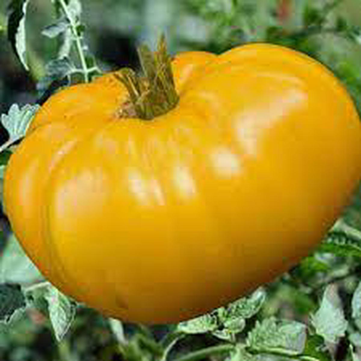 Big Tomato Seeds for Planting - dark yellow heirloom & non-GMO seeds for bold fruit production
