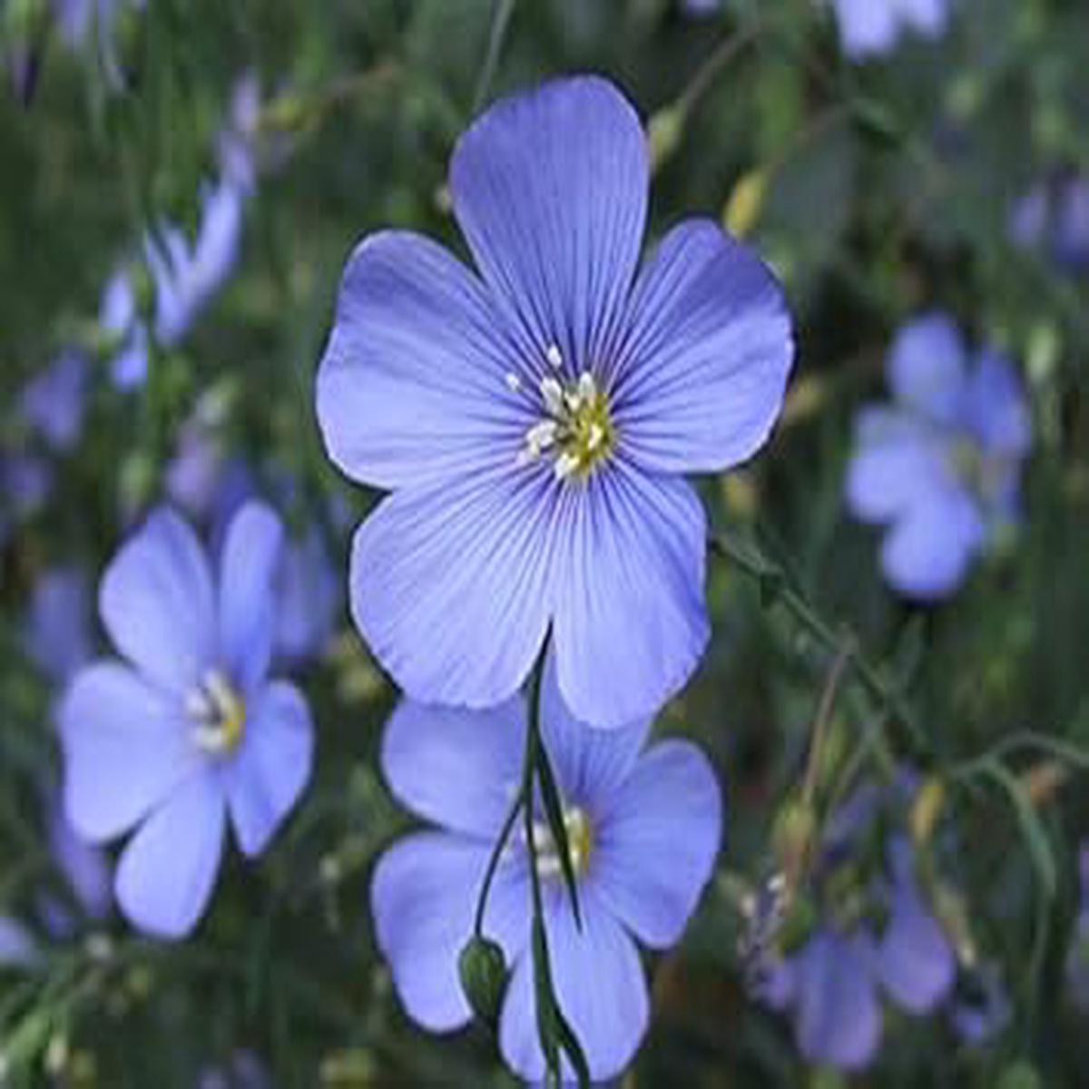 Blue Linum Lewisii Flower Seeds for Planting  Perennial Wildflower with Vibrant Sky-Blue Blooms